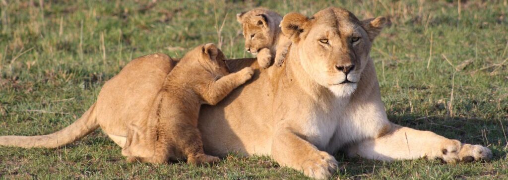 Lion in maasai mara