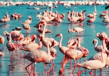 lake nakuru flamingo