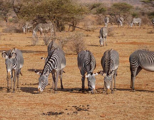 zebras in samburu national park