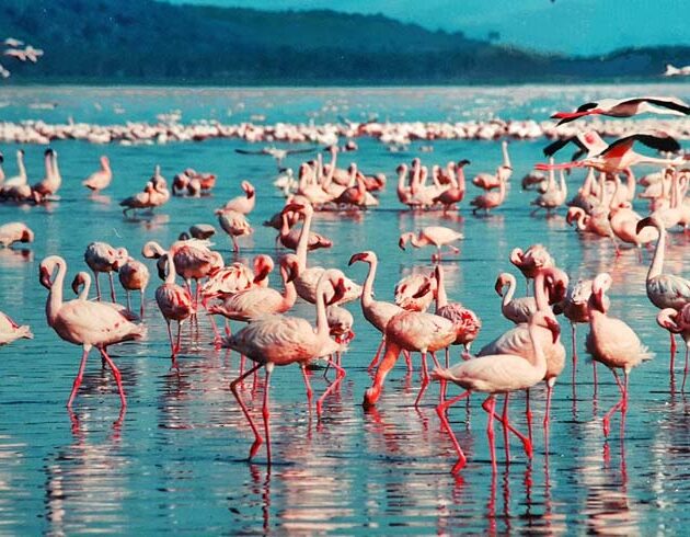lake nakuru flamingo