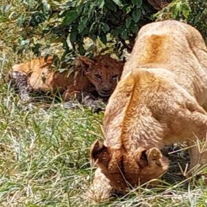 Lions in maasai mara